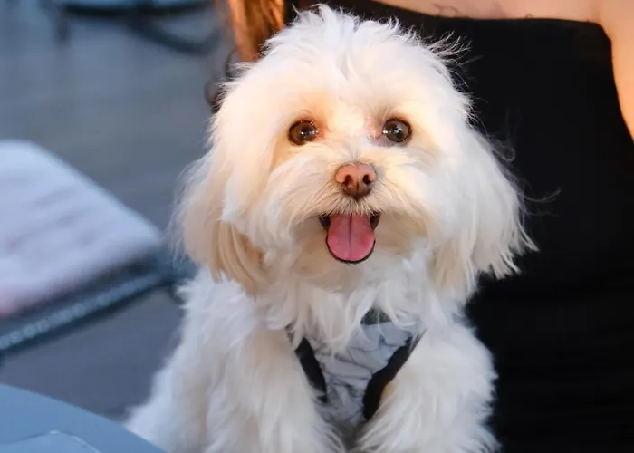 Hotel Bryk - Maestro Odesa